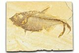 Detailed Fossil Fish (Diplomystus) - Wyoming #379507-1